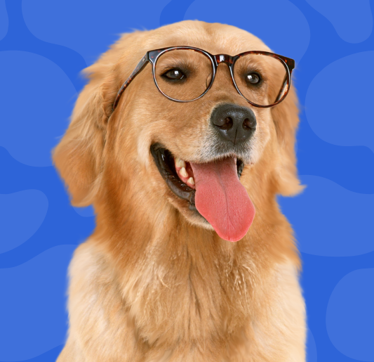 For Dogs